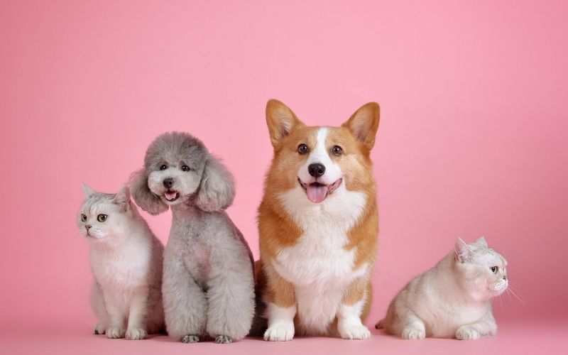 Pets on Pink background