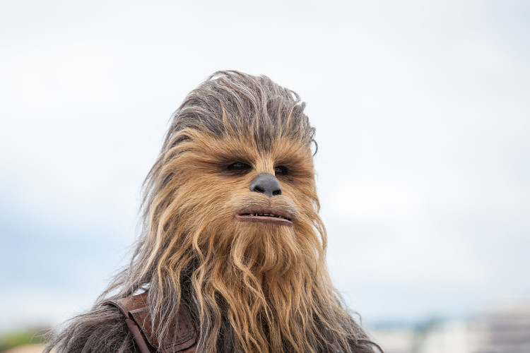 What Species Is Chewbacca? Is Chewbacca An Ewok?