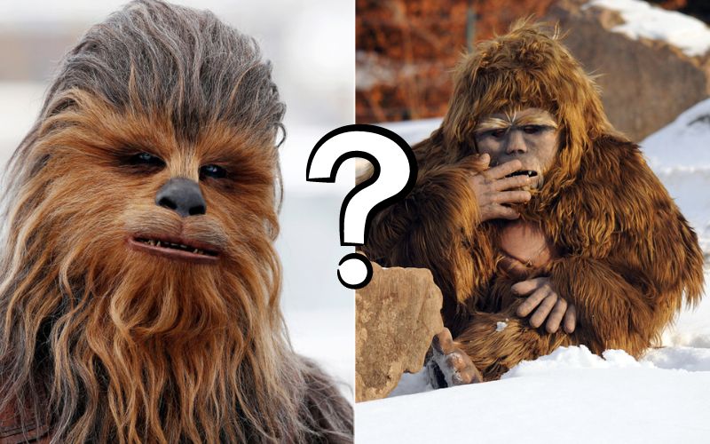 is Chewbacca Bigfoot